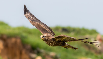 hawk in flight