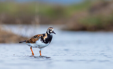 Ruddy Turnstone