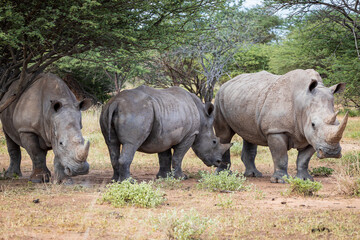 Family of Southern African White Rhino in natural habitat under acacia trees Ceratotherium, simum
