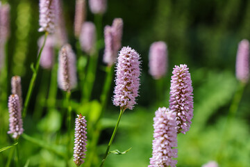 Bistorta officinalis (synonym Persicaria bistorta), known as bistort, common bistort, European bistort or meadow bistort, is a species of flowering plant in the dock family Polygonaceae.