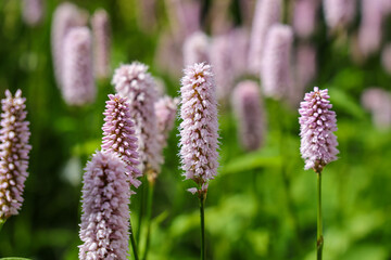 Bistorta officinalis (synonym Persicaria bistorta), known as bistort, common bistort, European bistort or meadow bistort, is a species of flowering plant in the dock family Polygonaceae.