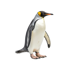 penguin on transparent background - obrazy, fototapety, plakaty