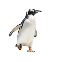 Fototapeta premium penguin on transparent background