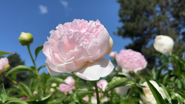 Pink peony flower in the garden.