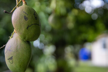 Angry Young Mango