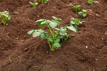 Seedlings of potatoes in the field. Cultivation of potatoes in the field.