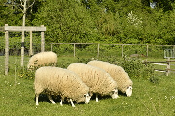 Obraz premium Moutons broutant de l'herbe dans le parc animalier au domaine provincial de Kessel-Lo à Louvain