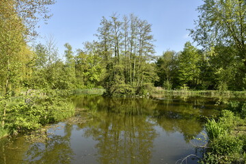 Fototapeta na wymiar Végétation sauvage autour d'un des petits étangs au domaine provincial de Kessel-Lo à Louvain 