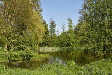 Fototapeta na wymiar Végétation sauvage autour d'une des marres au domaine provincial de Kessel-Lo à Louvain 