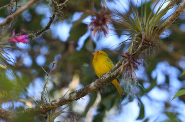 yellow and blue bird