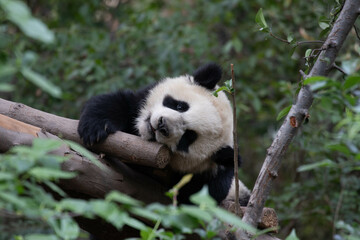 Obraz premium Close up sleeping little panda on the wood bar, Chengdu Panda Base
