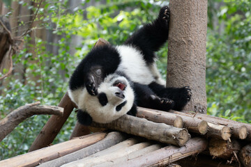 Little panda on the tree, Chengdu Panda Base