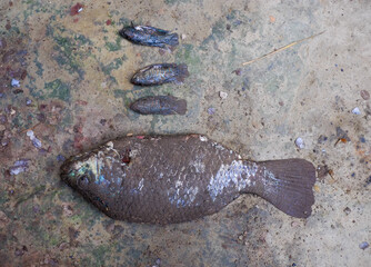 Tilapia and Puntius fish are ready for cutting 