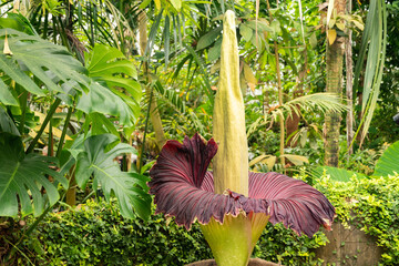 Amorphophallus Titanum or titan arum flower in Zurich in Switzerland