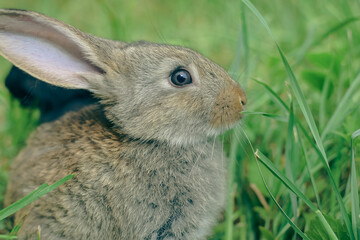 rabbit in the grass