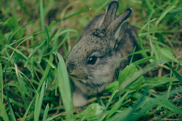 rabbit in the grass