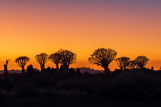 Beautiful twilight scenery before sunrise with silhouette of quiver tree forest on horizon in Keetmanshoop, Namibia