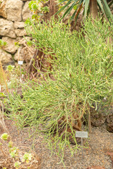 Euphorbia Aphylla plant in Zurich in Switzerland