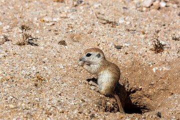 Round tailed ground squirrel, Xerospermophilus tereticaudus, hanging out by the entrance to their burrow. Cute wildlife in the Sonoran Desert. Pima County, Tucson, Arizona, USA. 