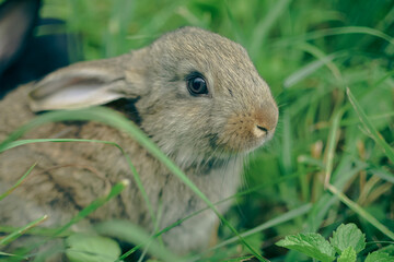 white rabbit on grass