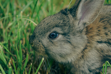 rabbit in the grass
