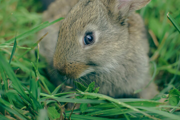 rabbit in the grass