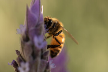 bee on flower
