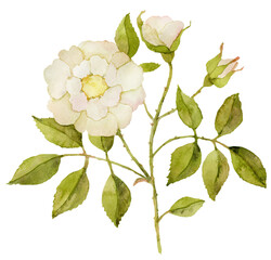 White rose watercolor - 609481722