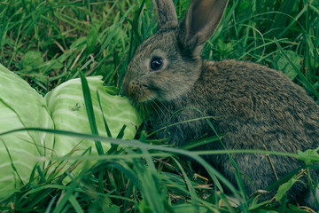 rabbit in the grass