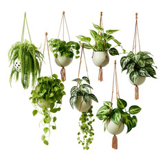 Hanging plant, transparent background