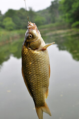 A crucian was caught on a fishing hook