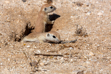 Obraz premium Juvenile round-tailed ground squirrel, Xerospermophilus tereticaudus, siblings, playing and hanging out at the entrance to their burrow. Adorable and cute rodents in the Sonoran Desert. Tucson, AZ.