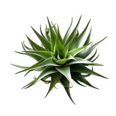 Aloe Plant, no background