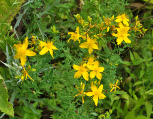 In the wild bloom St. John's wort (hypericum perforatum)