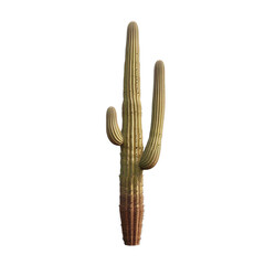 Saguaro Cactus on a transparent background