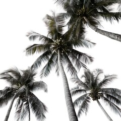 Fototapeta na wymiar Palm trees on a white