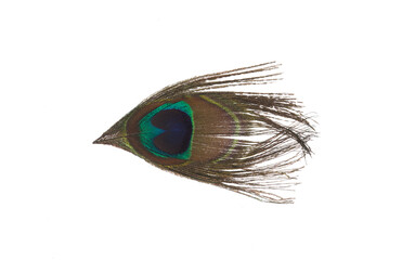 Obraz premium peacock feather isolated on white background