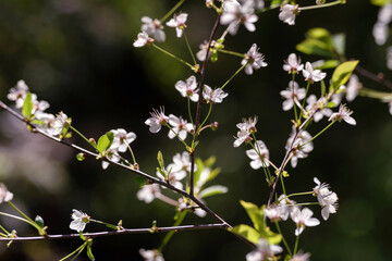 Cherry blossoms in the garden, back light.