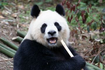 Obraz premium a portrait of Giant panda, Yuan Run , Chengdu, China