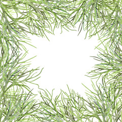 Young green dill, spice, seasoning, herb isolated on white background. Watercolor illustration. Frame for postcard, banner or border. For product design, packaging, cuisine, ingredient and condiment.
