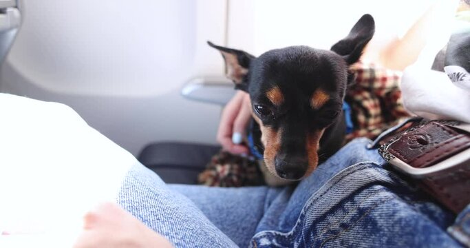 Dog in the aircraft cabin near the window during the flight, concept of travelling and moving with pets, small black dog sitting in the pet carrier bag, travel or relocation with dog by airplane