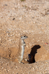 Round tailed ground squirrel, Xerospermophilus tereticaudus, hanging out by the entrance to their burrow. Cute wildlife in the Sonoran Desert. Pima County, Tucson, Arizona, USA. 
