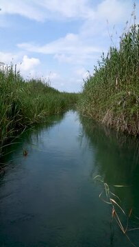  Clear water in the wetland
