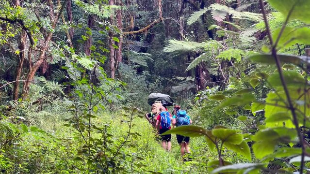 Climbers backpackers on jungle forest Umbwe route while they climbing Kilimanjaro mountain. Starting near Moshi town first day. Active people concept 4K footage.