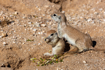 A mother round-tailed ground squirrel, Xerospermophilus tereticaudus, watches over one of her young, near the burrow, while they are eating creosote bush seeds. Pima County, Tucson, Arizona, USA.