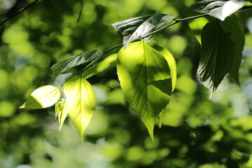 Green leaves on a branch