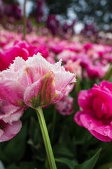 pink tulips like roses