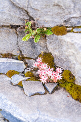 colorful flowers bloom in the garden. Fresh nature with mountain background