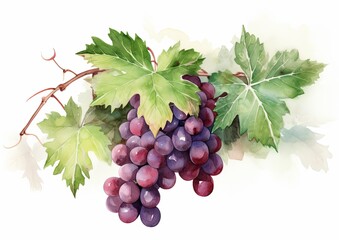 Fototapeta premium Watercolor illustration of Merlot Grapes on the vine on a white isolated background