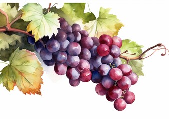 Fototapeta premium Watercolor illustration of Merlot Grapes on the vine on a white isolated background